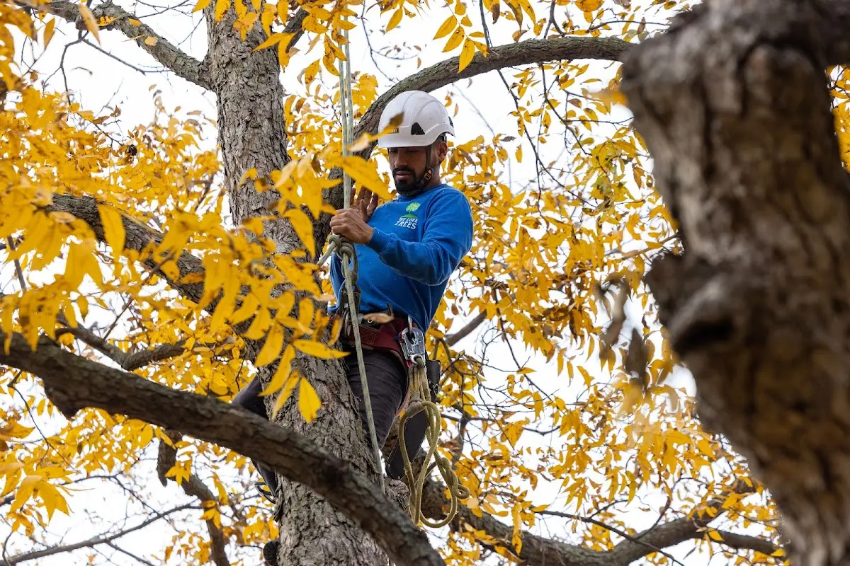 Skilled Dead Tree Removal crew working in Roscoe